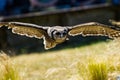 Verreaux Eagle Owl flying Royalty Free Stock Photo