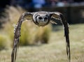 Verreaux Eagle Owl flying Royalty Free Stock Photo
