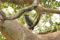 Verreaux eagle owl, ketupa lactea, milky eagle owl, giant eagle owl Royalty Free Stock Photo