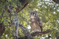 Verreaux Eagle-Owl in Kruger National park, South Africa Royalty Free Stock Photo