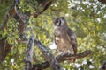 Verreaux Eagle-Owl in Kruger National park, South Africa Royalty Free Stock Photo