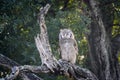 Verreaux Eagle-Owl in Kruger National park, South Africa