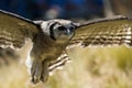 Verreaux Eagle Owl landing