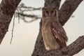 Verreaux eagle-owl perched on branch looking down Royalty Free Stock Photo