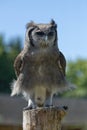 Verreaux Eagle Owl sitting on a stump Royalty Free Stock Photo