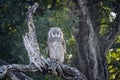 Verreaux Eagle-Owl in Kruger National park, South Africa