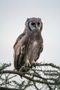 Verreaux eagle-owl on thorny branch looking right Royalty Free Stock Photo