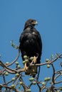 Verreaux eagle in tree against blue sky Royalty Free Stock Photo