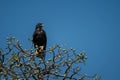 Verreaux eagle in tree under blue sky Royalty Free Stock Photo