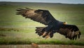 Verreaux`s Black Eagle flying low over open ground