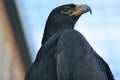 Verreaux's Eagle Royalty Free Stock Photo