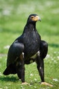 Verreaux`s eagle Aquila verreauxii Royalty Free Stock Photo
