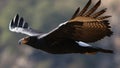 Verreaux`s Eagle Black Eagle in flight, Aquila verreauxii, at Walter Sis Royalty Free Stock Photo