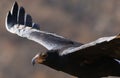 Verreaux`s Eagle Black Eagle in flight, Aquila verreauxii, at Walter Sis Royalty Free Stock Photo