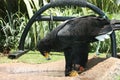 Verreaux's Eagle drinking water Royalty Free Stock Photo