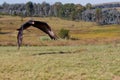 Verreaux's eagle