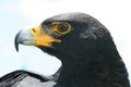 Verreaux's Eagle looking Royalty Free Stock Photo