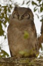Verreaux's eagle-owl Royalty Free Stock Photo