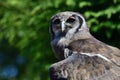 Verreaux`s eagle owl Bubo lacteus Royalty Free Stock Photo