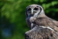 Verreaux`s eagle owl Bubo lacteus Royalty Free Stock Photo