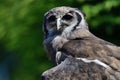 Verreaux`s eagle owl Bubo lacteus Royalty Free Stock Photo