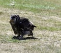 Verreaux`s eagle-owl / Bubo lacteus eating chicken Royalty Free Stock Photo