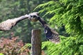 Verreau`s eagle owl Bubo lacteus Royalty Free Stock Photo