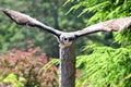 Verreaux`s eagle owl Bubo lacteus Royalty Free Stock Photo