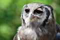 Verreaux`s eagle owl Bubo lacteus Royalty Free Stock Photo
