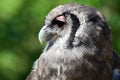 Verreauxs eagle owl Bubo lacteus Royalty Free Stock Photo