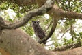 Verreaux`s eagle owl, bubo lacteus, milky eagle owl, giant eagle owl Royalty Free Stock Photo