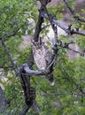 Verreaux s eagle owl, Bubo lacteus in Namibia Royalty Free Stock Photo
