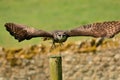 Verreaux`s eagle owl Bubo lacteus Royalty Free Stock Photo