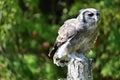 Verreauxs eagle owl Bubo lacteus Royalty Free Stock Photo