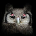 Verreaux`s Eagle Owl - Bubo lacteus Royalty Free Stock Photo