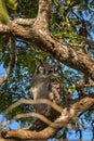 Verreaux`s Eagle Owl - Bubo lacteus Royalty Free Stock Photo