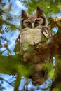 Verreaux`s Eagle Owl - Bubo lacteus Royalty Free Stock Photo