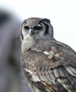 Verreaux`s Eagle Owl