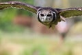 Verreaux`s Eagle Owl in flight Royalty Free Stock Photo