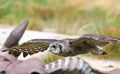 Verreaux`s Eagle Owl in flight Royalty Free Stock Photo