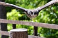 Verreaux`s eagle owl Bubo lacteus Royalty Free Stock Photo