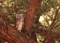 The Verreaux`s eagle owl giant eagle owl Bubo lacteus sitting hiden in old tree Royalty Free Stock Photo