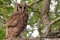 Verreaux's Eagle-Owl in Kruger National Park Royalty Free Stock Photo