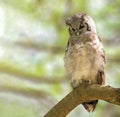 Verreaux's Eagle Owl perched on a tree Royalty Free Stock Photo