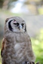 Verreaux`s Eagle-owl with pink eyelids sits in a tree looking for prey. Royalty Free Stock Photo