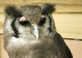 Verreaux's Eagle Owl Portrait Royalty Free Stock Photo