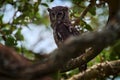 Verreaux`s Eagle Owl. Rare African owl in the nature habitat in Okawango delta, Moremi Botswana. Night bird with tree forest Royalty Free Stock Photo