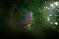 Verreaux`s Eagle Owl. Rare African owl in the nature habitat in Okawango delta, Moremi Botswana. Night bird with tree forest habi Royalty Free Stock Photo