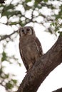 Verreaux`s eagle-owl sitting in a tree in the early morning Royalty Free Stock Photo