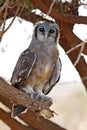 Verreaux\'s Eagle-owl Royalty Free Stock Photo